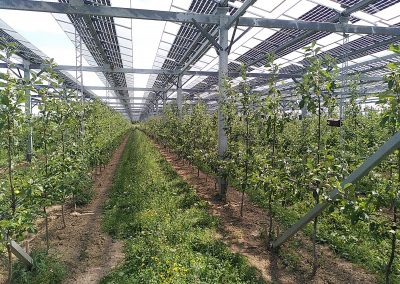 Hoch aufgeständerte Agri-Photovoltaik-Anlage über einer Apfelplantage